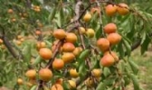 西邵红杏