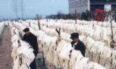 河南草帽辫