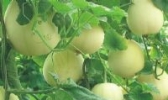滑县八里营甜瓜