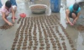 宁陵金蝉