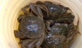 秋水湖河蟹