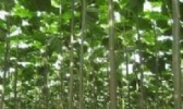 柘城泡桐