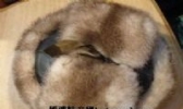 猾子皮