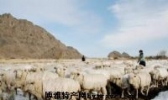 民权细毛羊