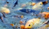 龙湖鲤鱼