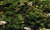 小白蜡条