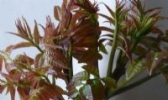 商城香椿