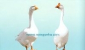 固始白鹅