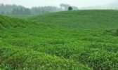 新县茶叶