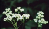 天香菜