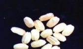 邵楼稻香丸