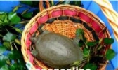 固始甲鱼