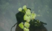 固始茶菱