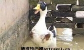 光山麻鸭