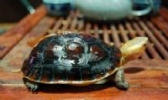 黄缘闭壳龟