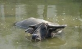 信阳水牛