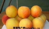 漯河黄桃