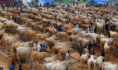 夏南牛