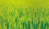 正阳水稻