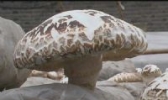 泌阳花菇