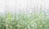 上蔡县红麻