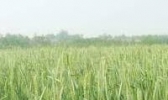 新蔡县小麦