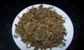 确山全蝎