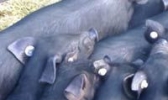 汝南瘦肉型猪