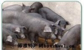 确山黑猪