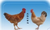 正阳三黄鸡