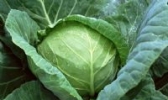 新野甘蓝