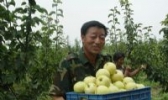 博望坡黄金梨