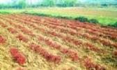 方城丹参