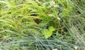 淅川龙须草