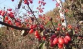 西峡山茱萸