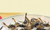 十足全虫