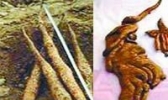 四大怀药