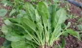 延津菠菜