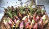 龙芽楤木