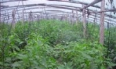 尚庄大棚瓜菜