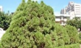 郏县侧柏