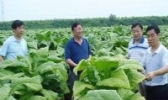 郏县山儿西烟