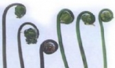 嵩县拳菜