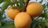 洛宁大杏
