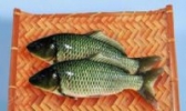 孟津黄河鲤鱼