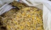 小相菊花