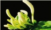 新密金银花