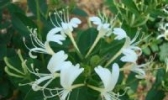 金银花