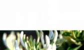 五指银花