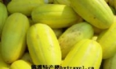 天门甜瓜